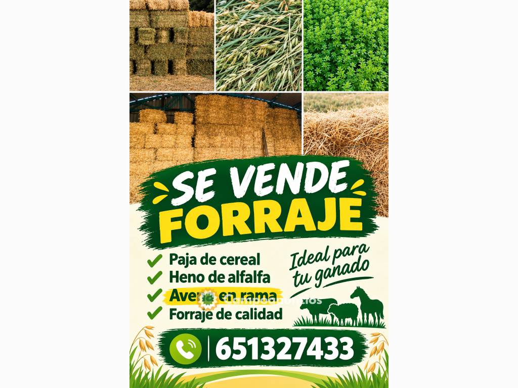 Alpacas y forraje 