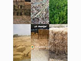 Alpacas y forraje 