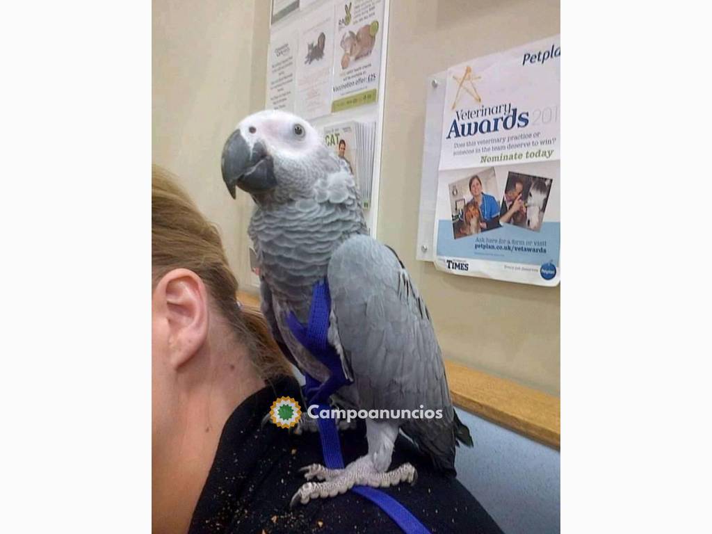 Aves en venta en Madrid en Madrid