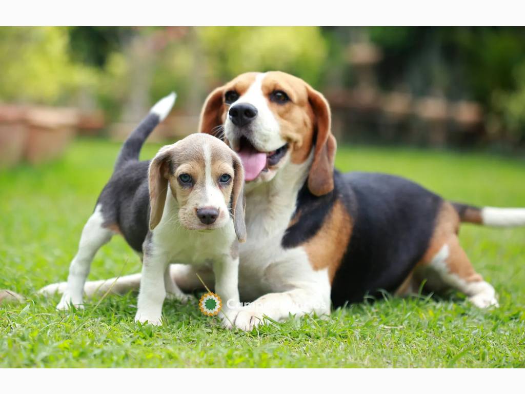 BEAGLE CACHORROS  DISPONIBLES en Huesca