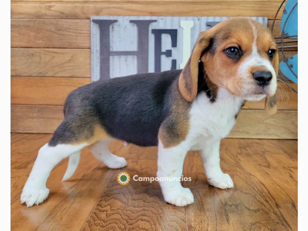 BEAGLE TRICOLOR(WHATSAPP 604158309) en Tenerife