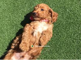 Beautiful f2 cockapoo puppies