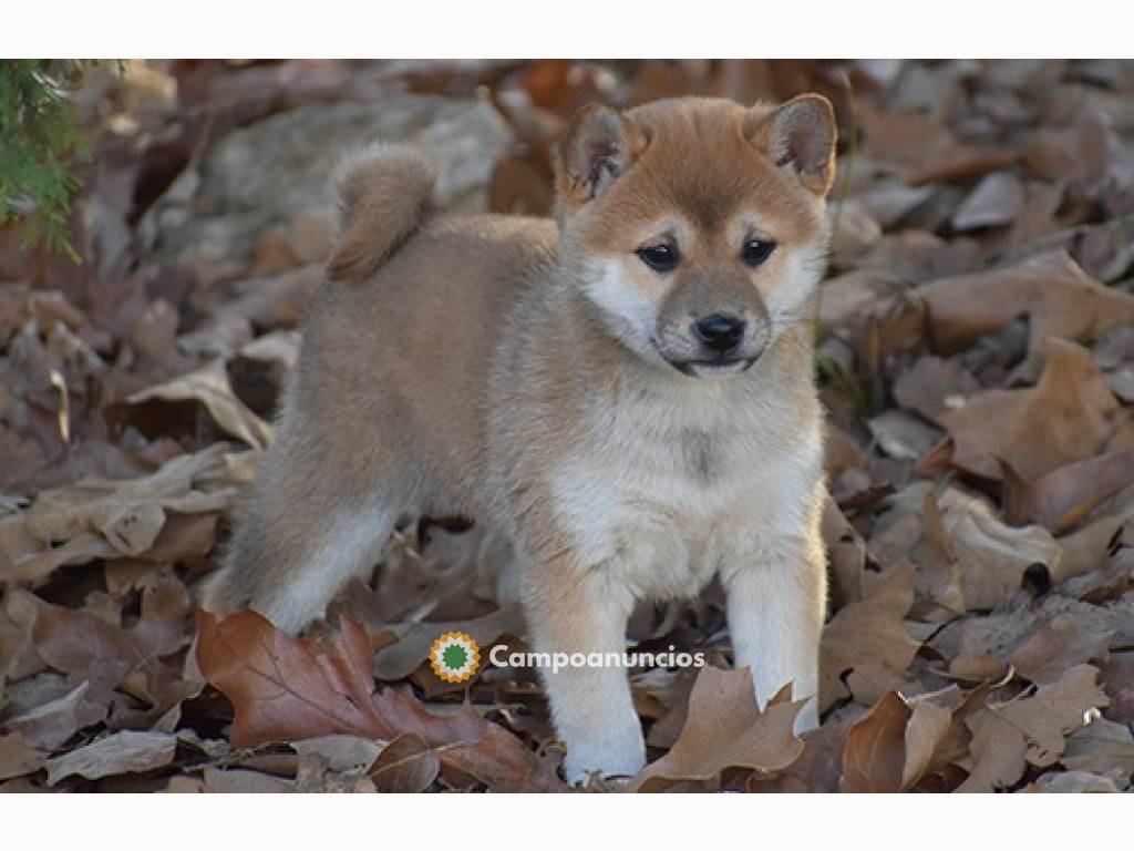 BELLESIMO SHIBA INU CACHORROS REGALANDO en Ourense