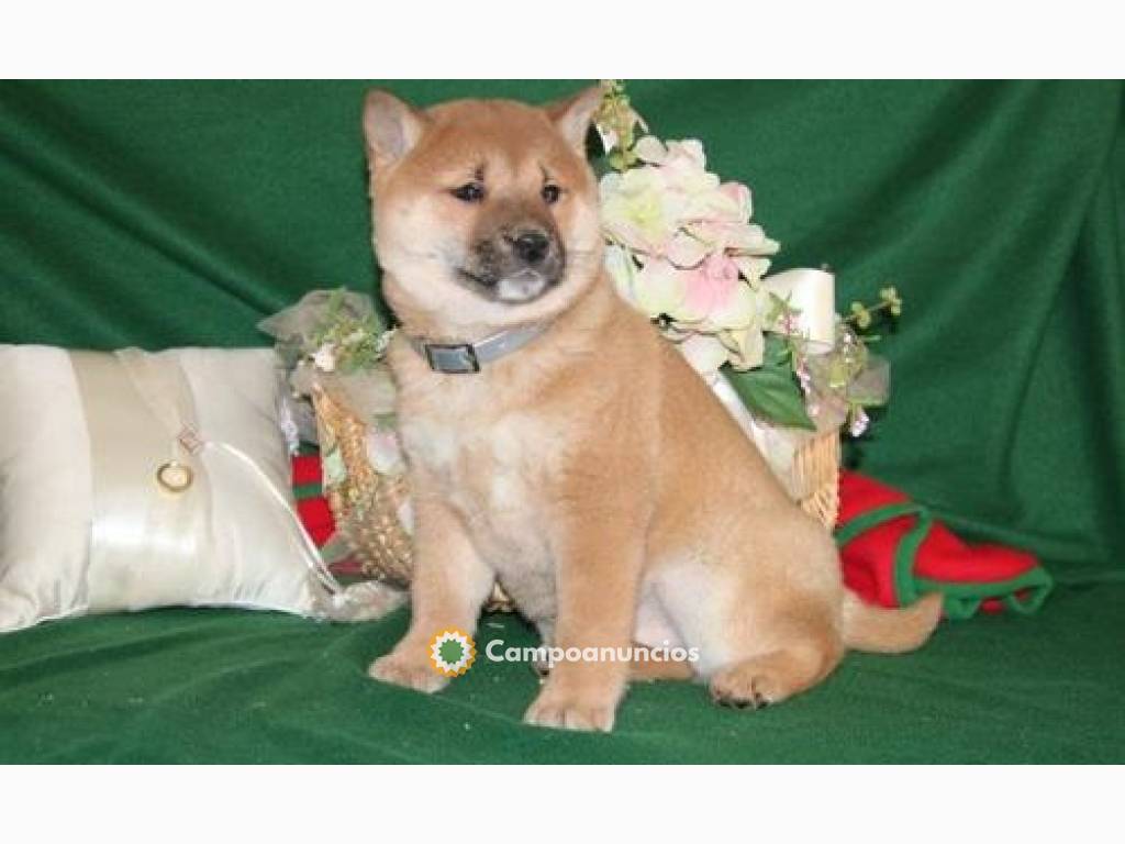 BELLESIMO SHIBA INU CACHORROS REGALANDO en Tenerife