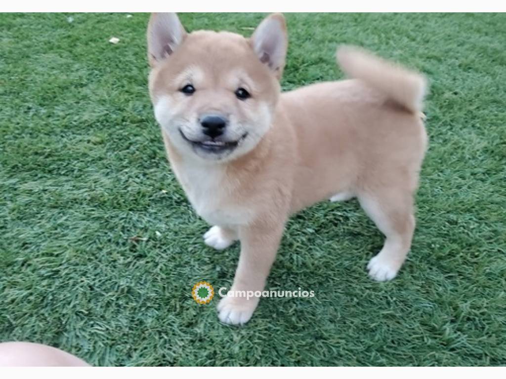 BELLESIMO SHIBA INU CACHORROS REGALANDO en Huesca