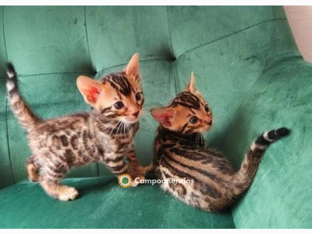 Bengal kittens en Tenerife