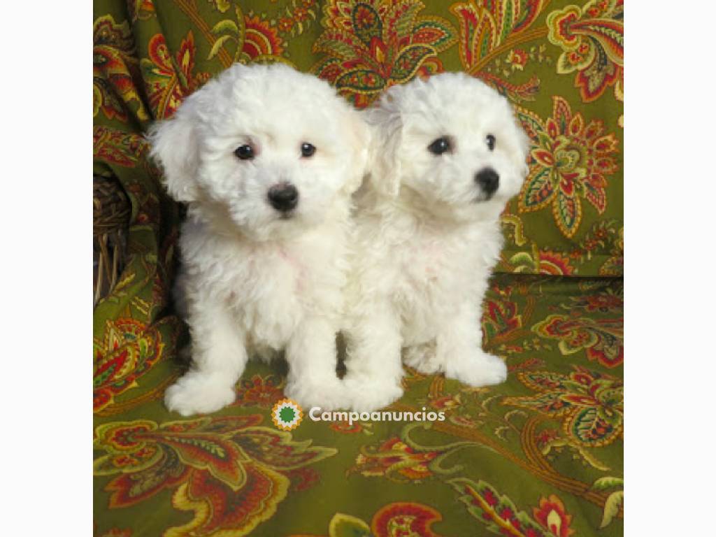 BICHON FRISE en Tenerife