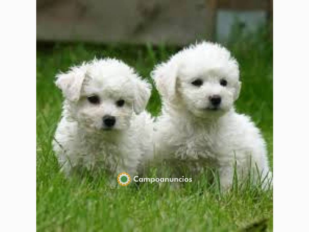 BICHON FRISE DISPONIBLE  en Tenerife