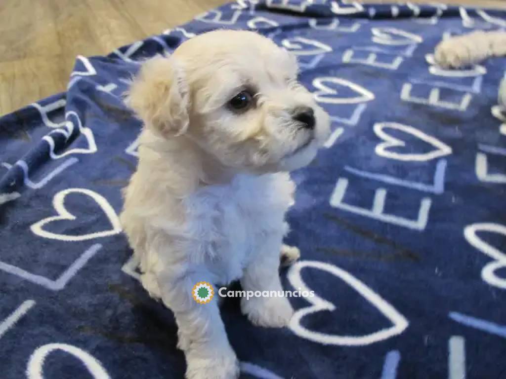 bichon habanero en Tenerife