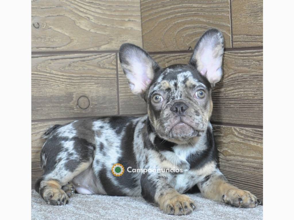 Bonita cachorros de Bulldog francés en Tenerife