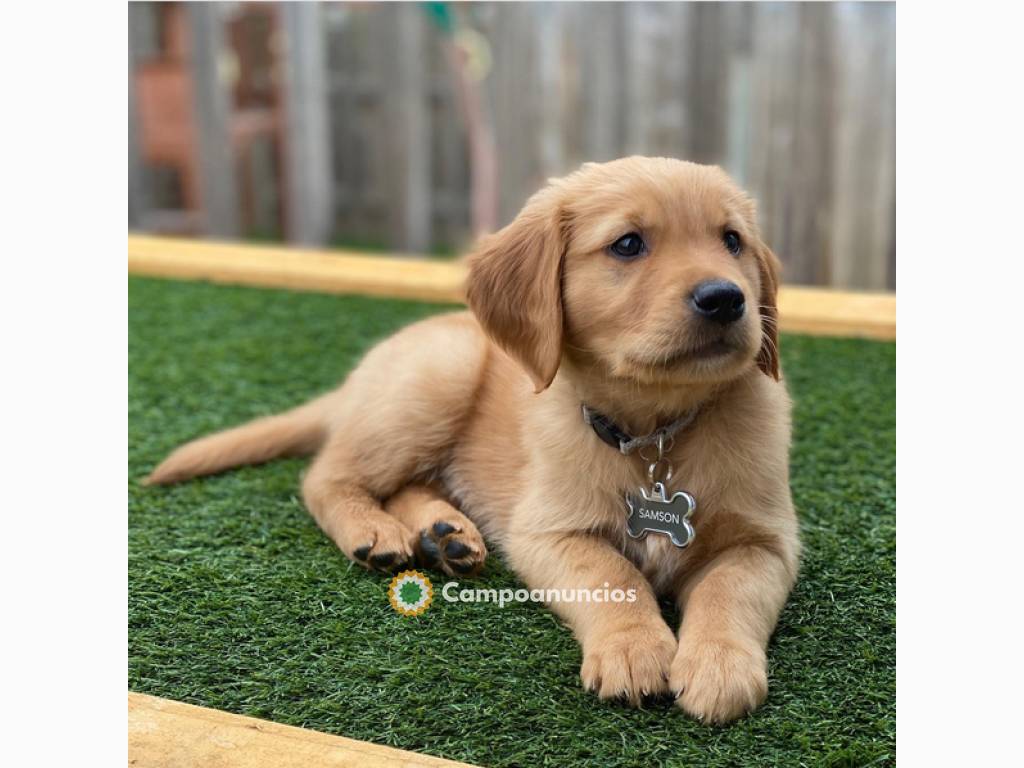 Bonita Cachorros de Golden Retriever en Valencia