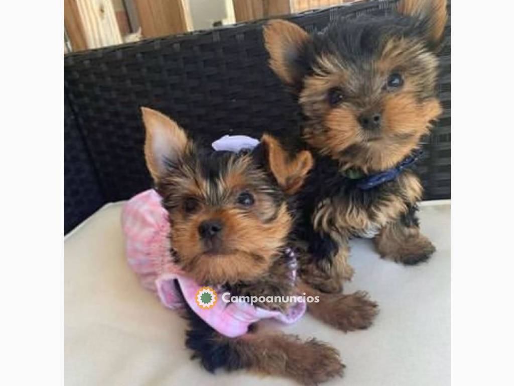 Bonita cachorros de yorkshire Terrier en Ourense