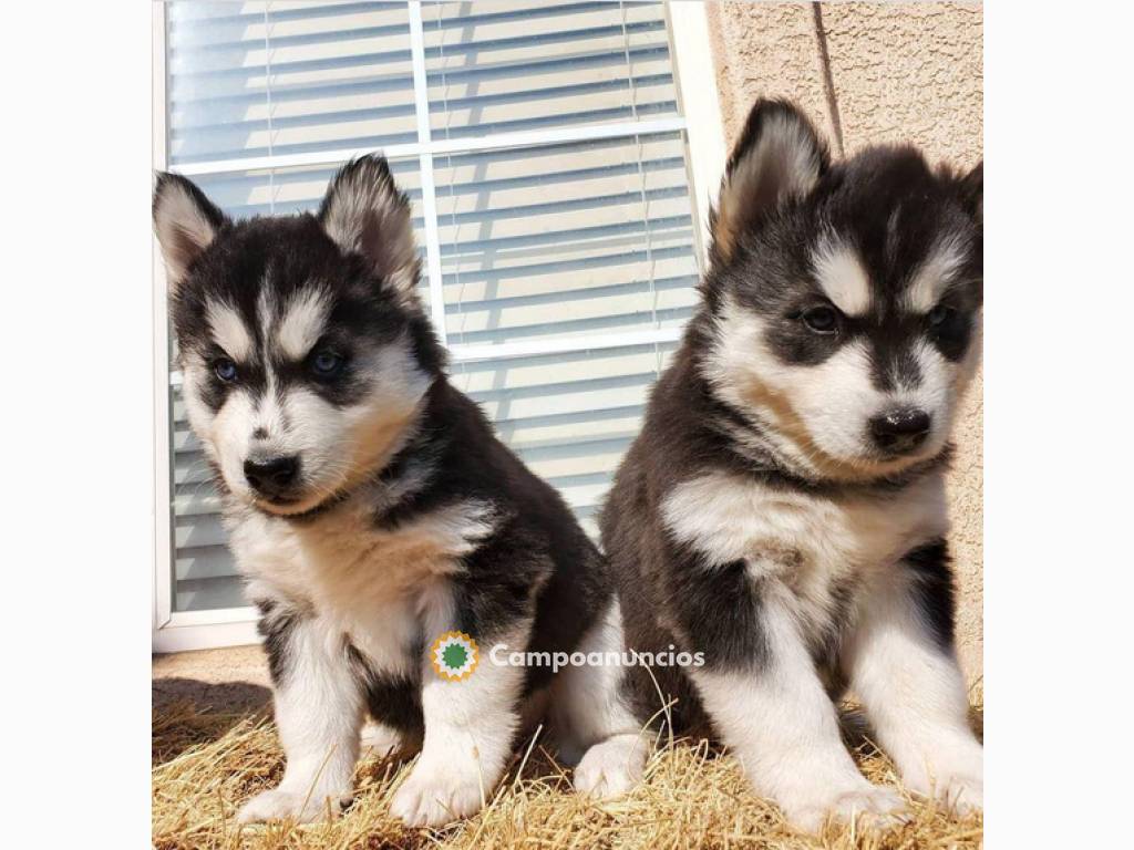 BONITO CACHORRO DE HUSKY SIBERIANO en Tenerife