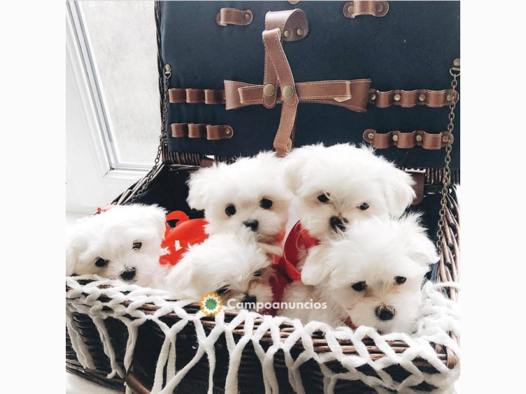 Bonito cachorros de bichon maltes mini en Ourense