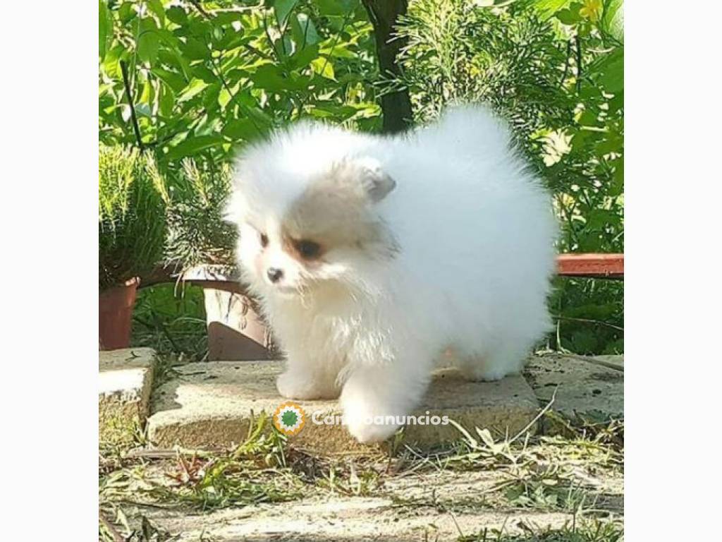 bonito Cachorros de Pomeranian mini toy en Toledo