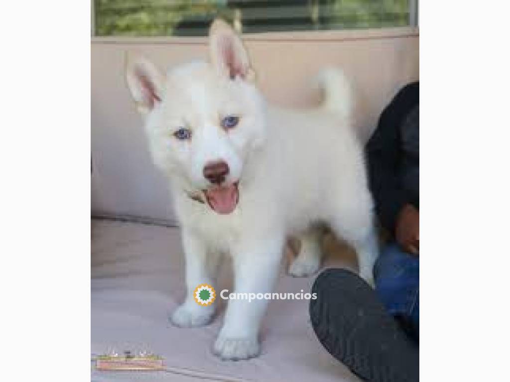 Bonito Husky Cachorros Machos y hembras  en Tenerife