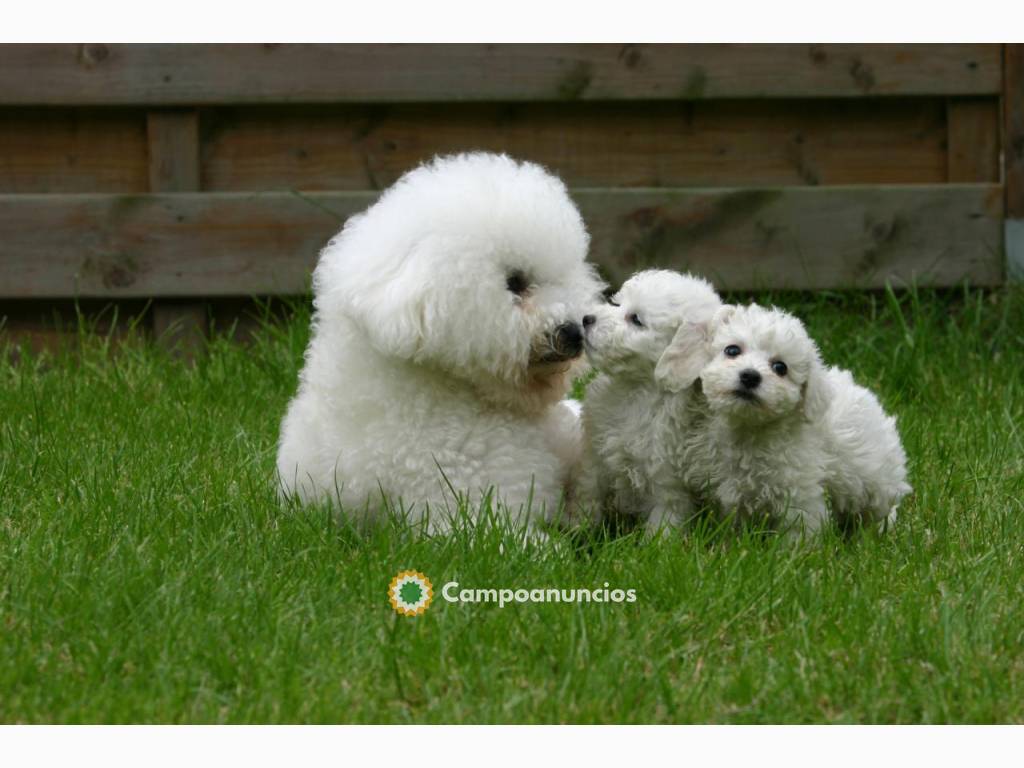 Bonitos Bichon frisé macho y hembra en Ourense