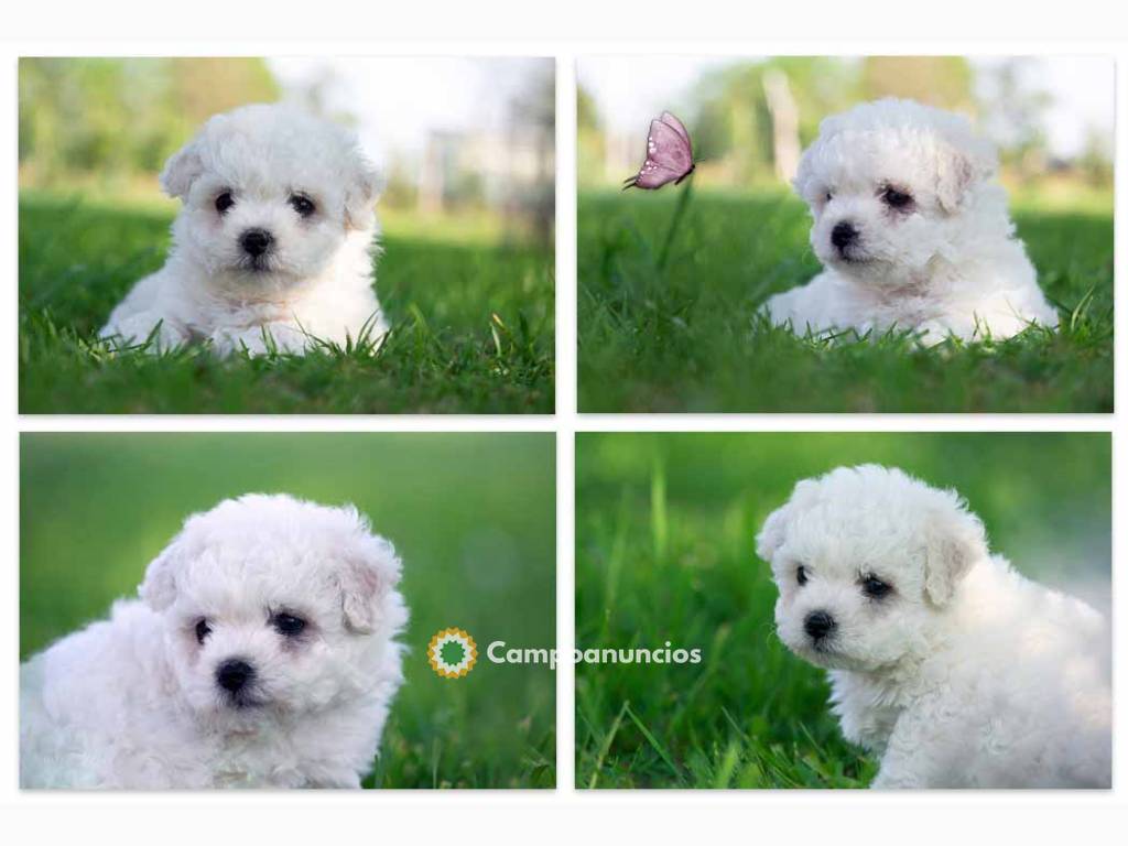 Bonitos Bichon frisé macho y hembra en Tenerife