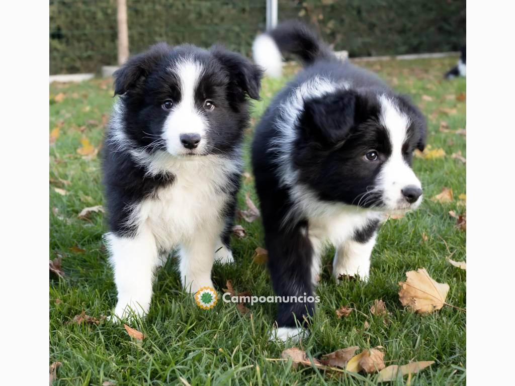 BORDER COLLIE  CACHORROS  DISPONIBLES en Huesca