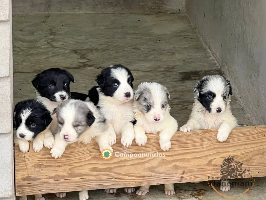 BORDER COLLIE  CACHORROS  DISPONIBLES en Toledo