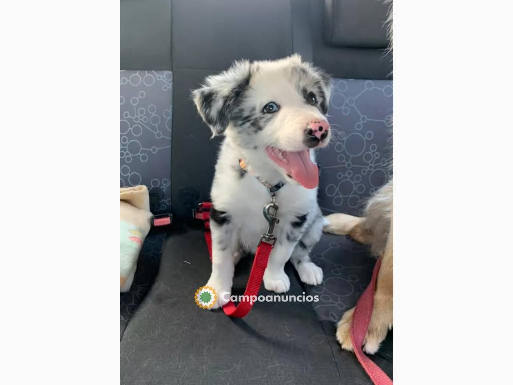 BORDER COLLIE EN ADOPCIÓN  en Barcelona