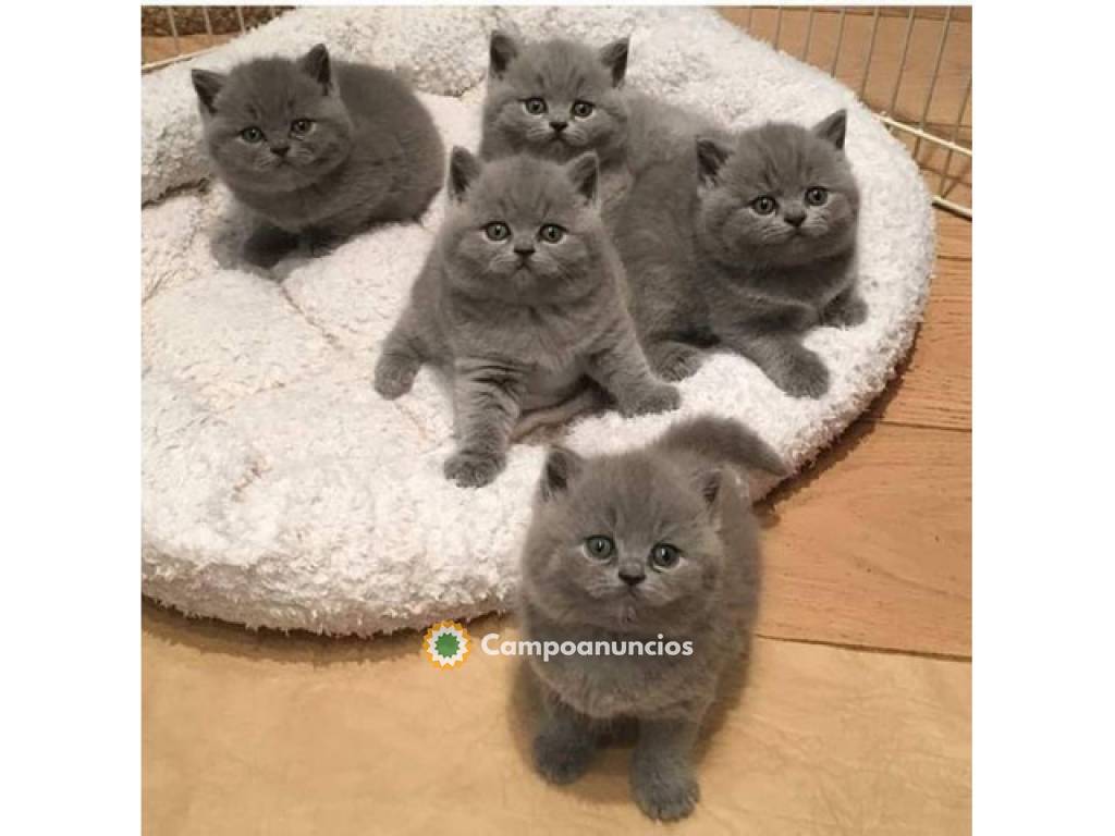 British shorthair kittens  en Tenerife