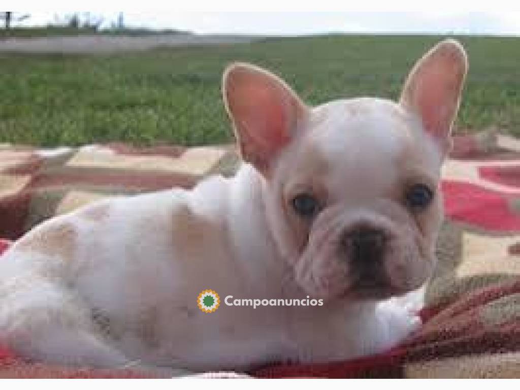 Buenos cachorros bulldog frances en Almería