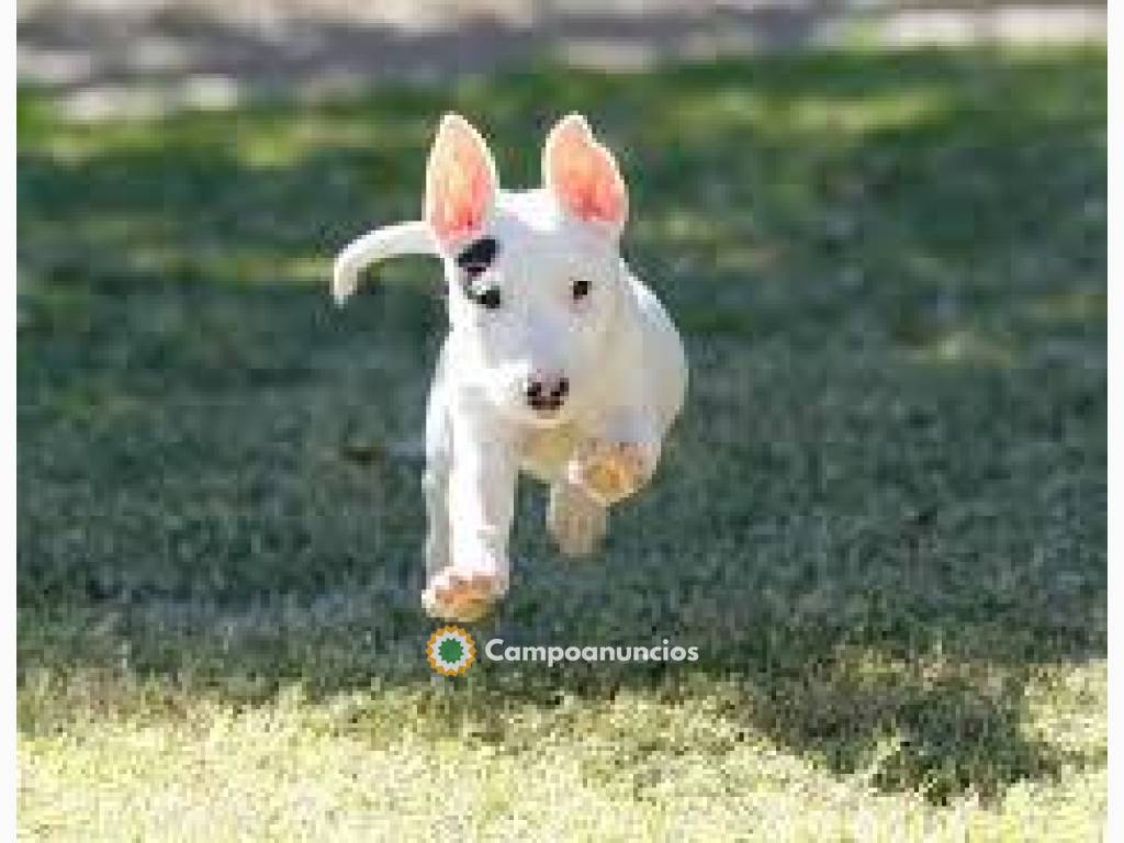 Bull Terrier Cachorros!!! en Tenerife