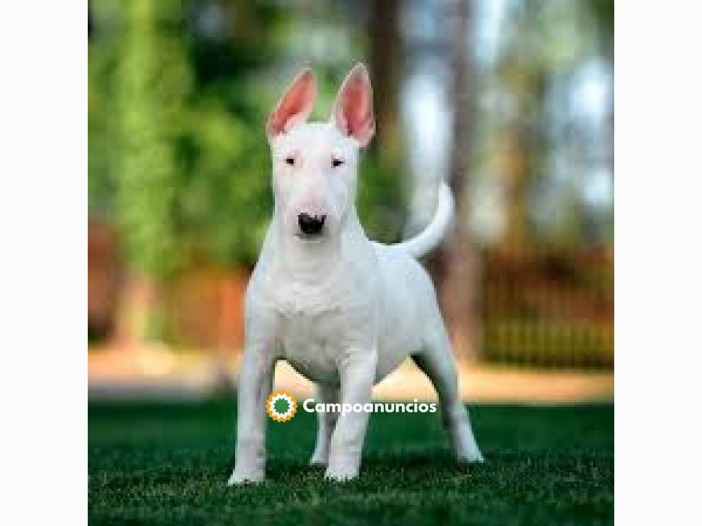 Bull Terrier Cachorros Disponible  en Toledo