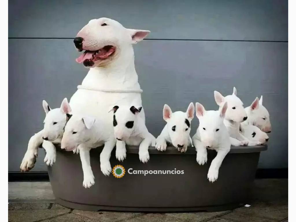 BULL TERRIER CACHORROS  DISPONIBLES en Ourense