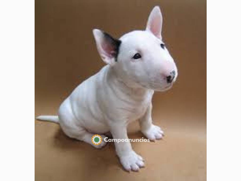 BULL TERRIER CACHORROS  DISPONIBLES en Toledo