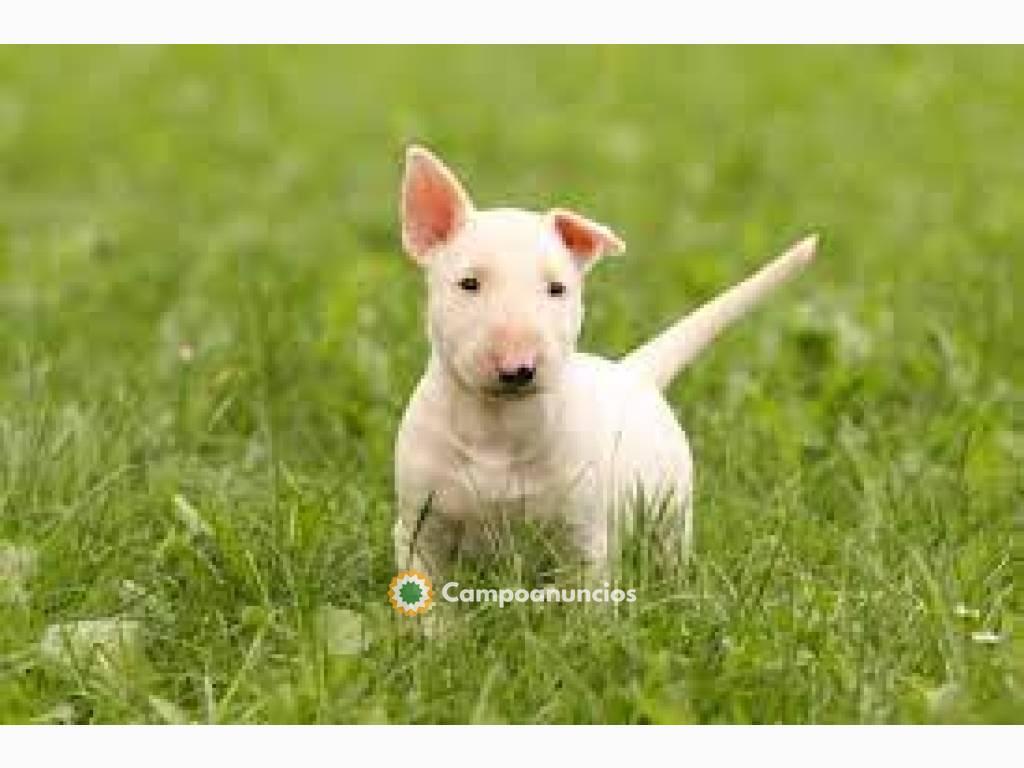 BULL TERRIER CACHORROS  DISPONIBLES en Huesca