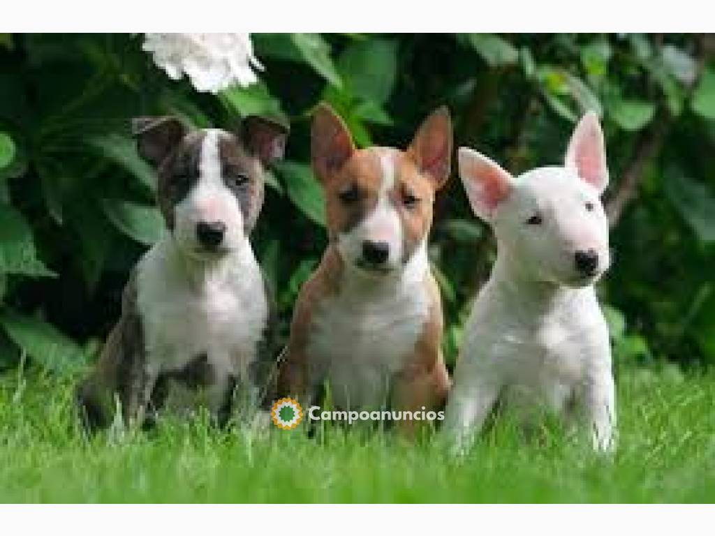 BULL TERRIER CACHORROS  DISPONIBLES en Tenerife