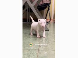 Bull Terrier Cachorros Disponibles 