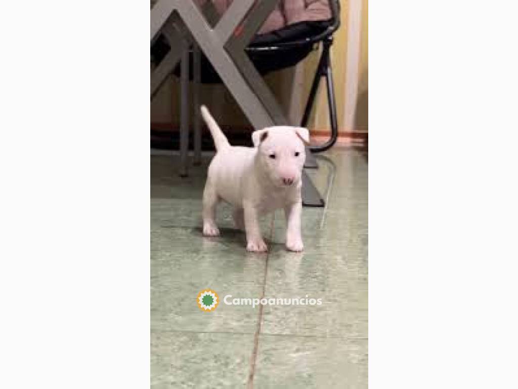 Bull Terrier Cachorros Disponibles 