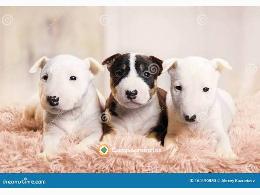Bull Terrier Cachorros Disponibles 