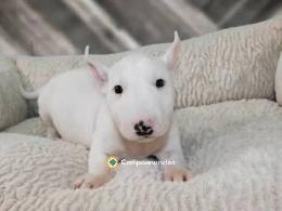 Bull Terrier Cachorros Disponibles 