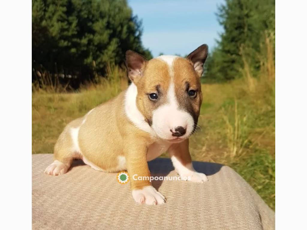 Bull Terrier Miniatura {+34~632125522} en Ourense