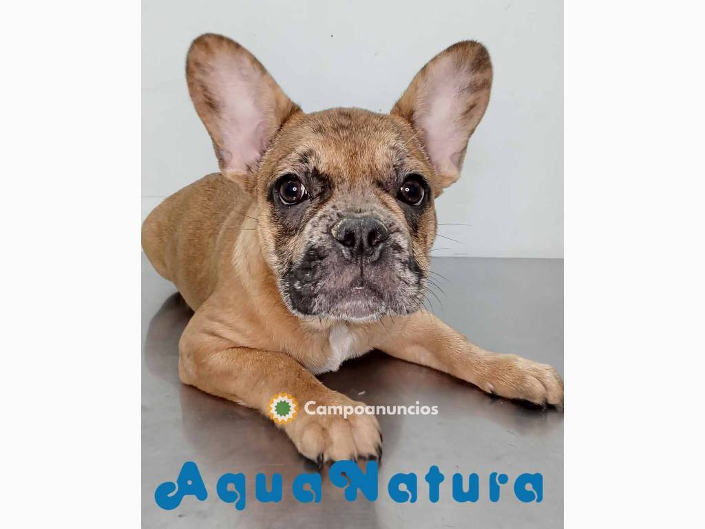 Bulldog Frances Macho 9447 - AQUANATURA en Barcelona