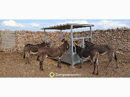 Burros 