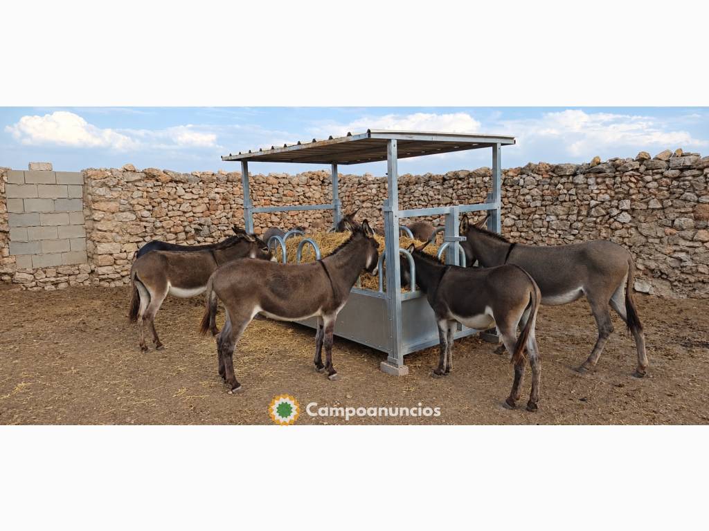 Burros 