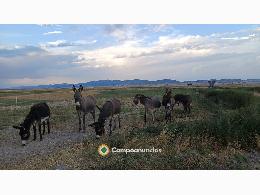 Burros 