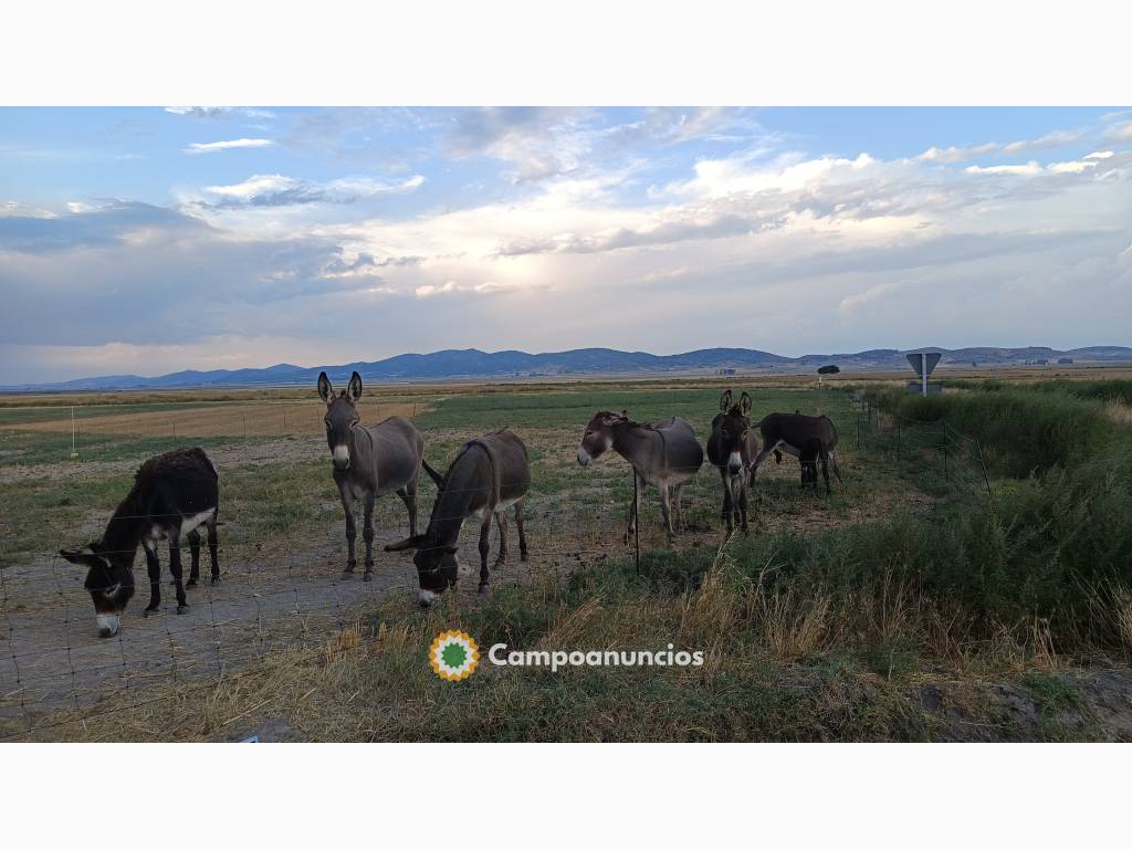 Burros en Teruel