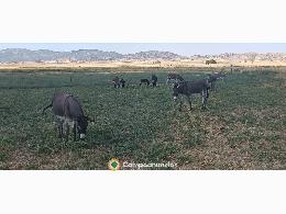 Burros 