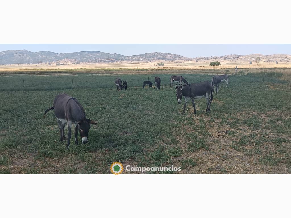 Burros en Teruel