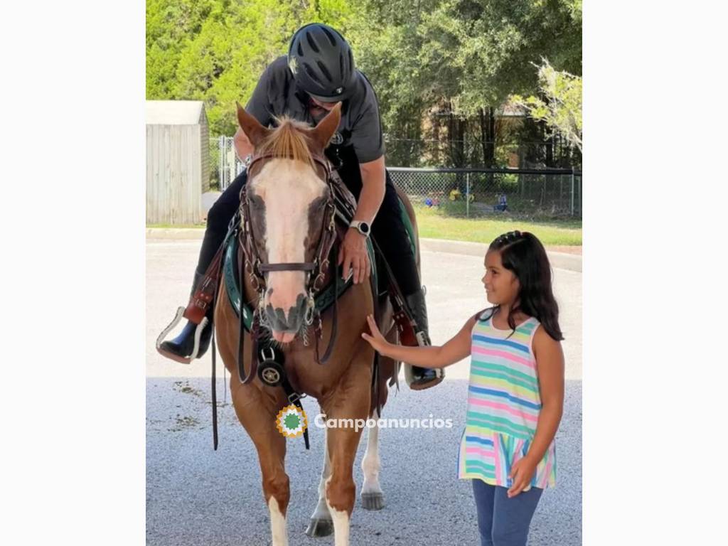 caballo cuarto de milla en venta en Barcelona