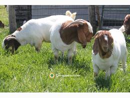 Cabras Boer de primera calidad disponibl