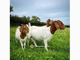Cabras Boer de primera calidad disponibl