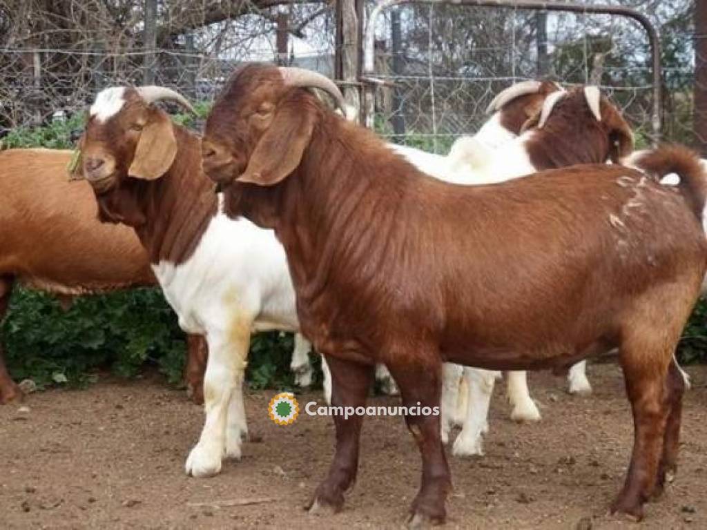 Cabras Boer puras | Cabras rojas de Kala en Madrid