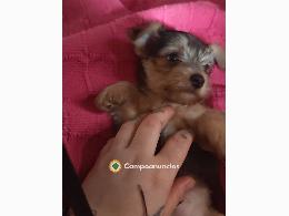 Cachorrito Chorky